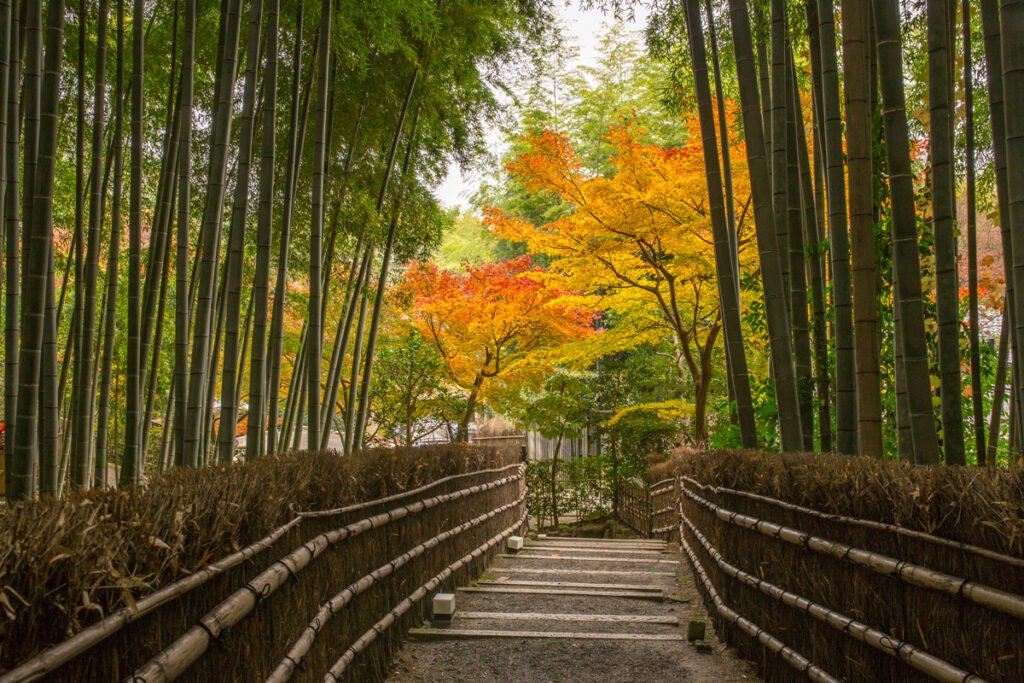 Bamboo Forest And Autumn Foliage