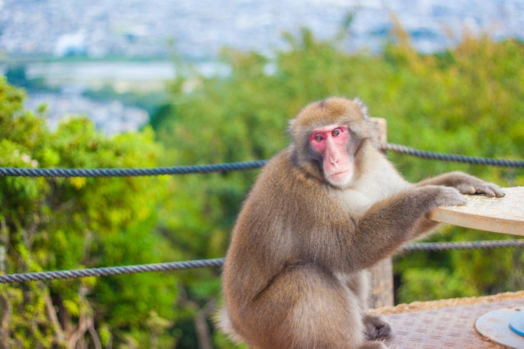 Whatyouneedtoknowbeforevisitingtheiwatayamamonkeyparkinarashiyama2